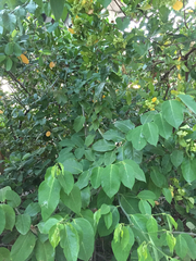 Angiospermae