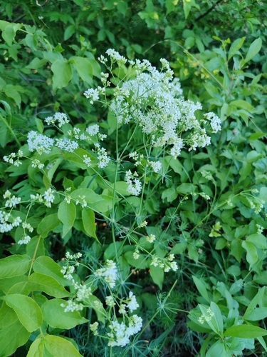 Image of Galium glaucum by (c) carnifex, some rights reserved (CC BY)