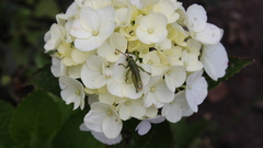 Agesander ruficornis