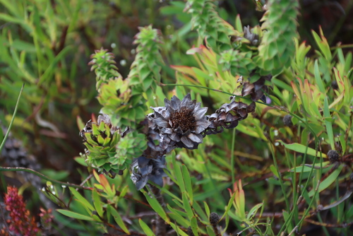 Image of Oedera imbricata by (c) Tony Rebelo, some rights reserved (CC BY-SA)