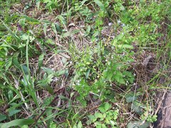 Lobelia cliffortiana