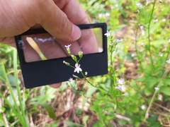 Lobelia cliffortiana
