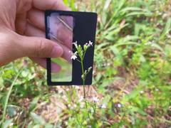 Lobelia cliffortiana