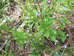Lobelia cliffortiana