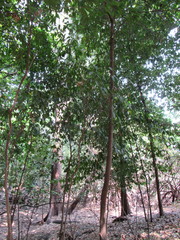 Diospyros nigra