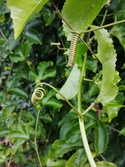 Passiflora edulis flavicarpa