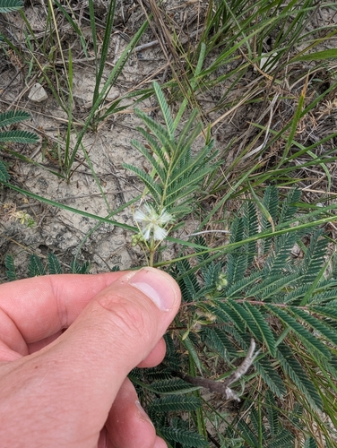 Acaciella angustissima, photograph 4