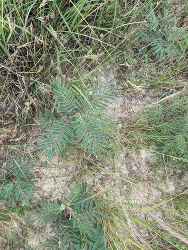 Acaciella angustissima, photograph 5