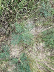 Acaciella angustissima, photograph Cleveland Powell, CC BY, iNaturalist via GBIF