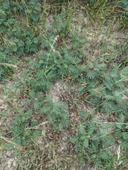 Acaciella angustissima, photograph Cleveland Powell, CC BY, iNaturalist via GBIF