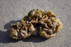 Leathesia marina