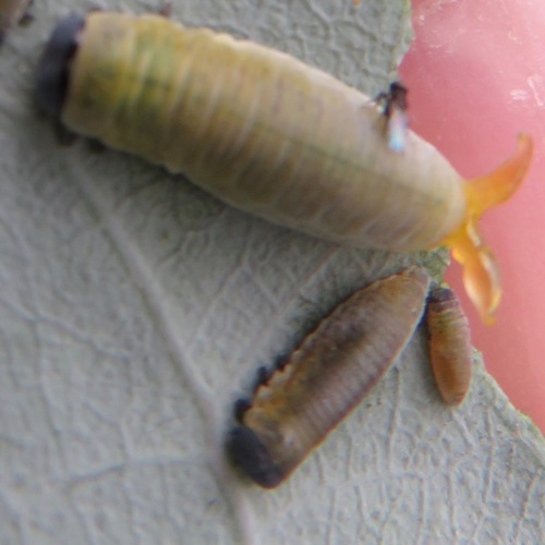 Eucalyptus Leaf Beetle photo 5