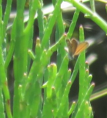 Brephidium pseudofea