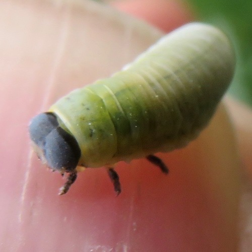 Eucalyptus Leaf Beetle photo 2