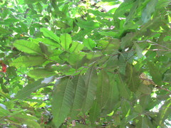 Diospyros nigra