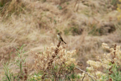 Empidonax albigularis