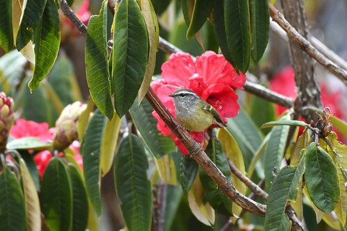 Ashy-throated Warbler (Phylloscopus maculipennis), photo 6