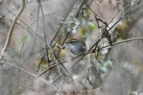 Grey-sided Bush Warbler (Cettia brunnifrons), photo 6