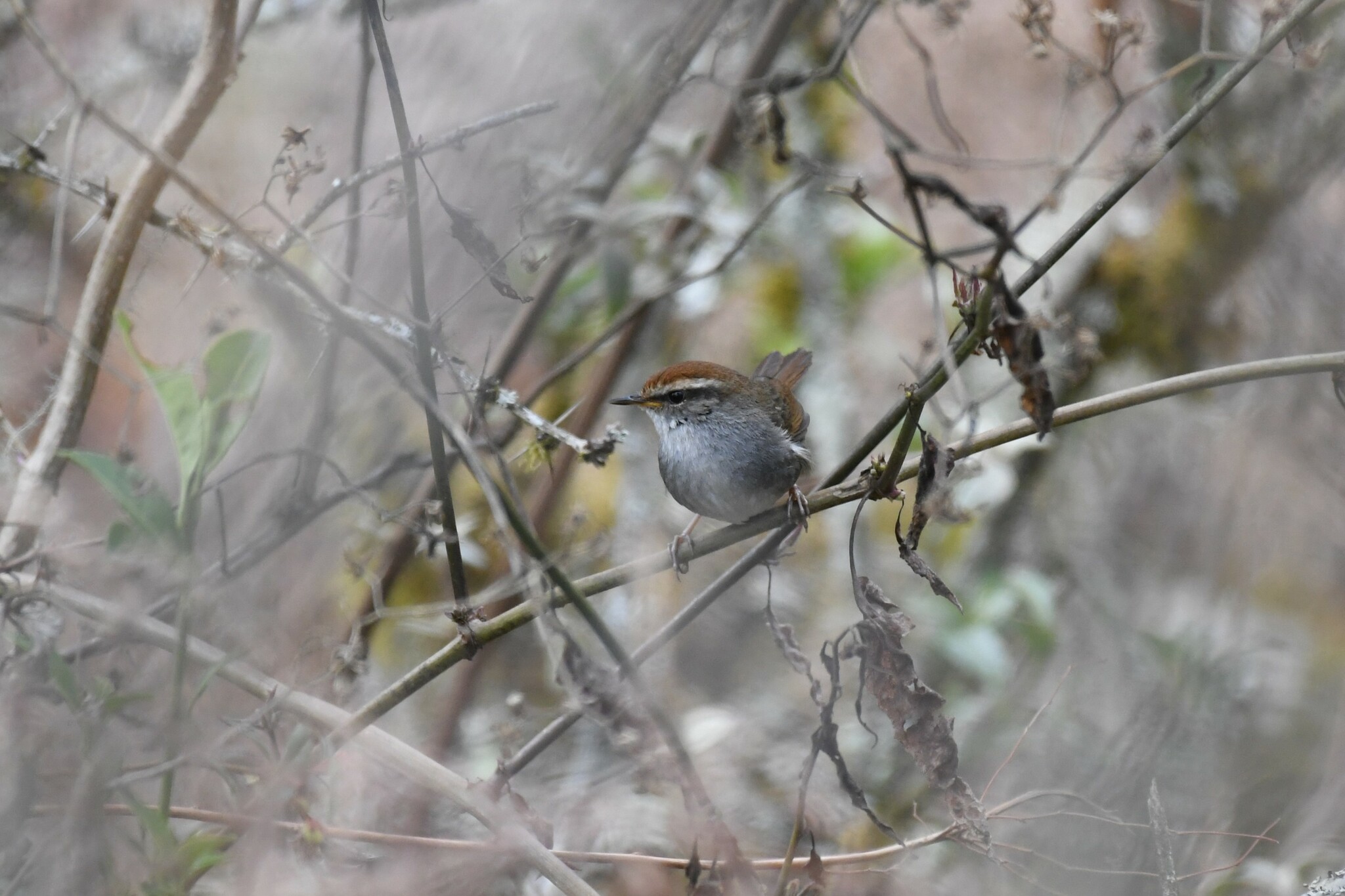 Grey-sided Bush Warbler
