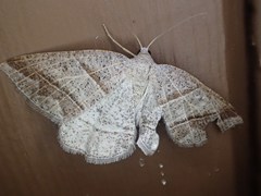 Petrophora subaequaria