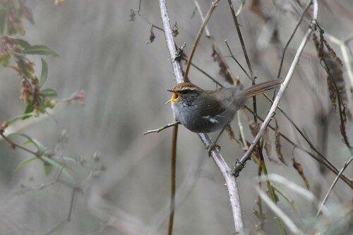Grey-sided Bush Warbler (Cettia brunnifrons), photo 2