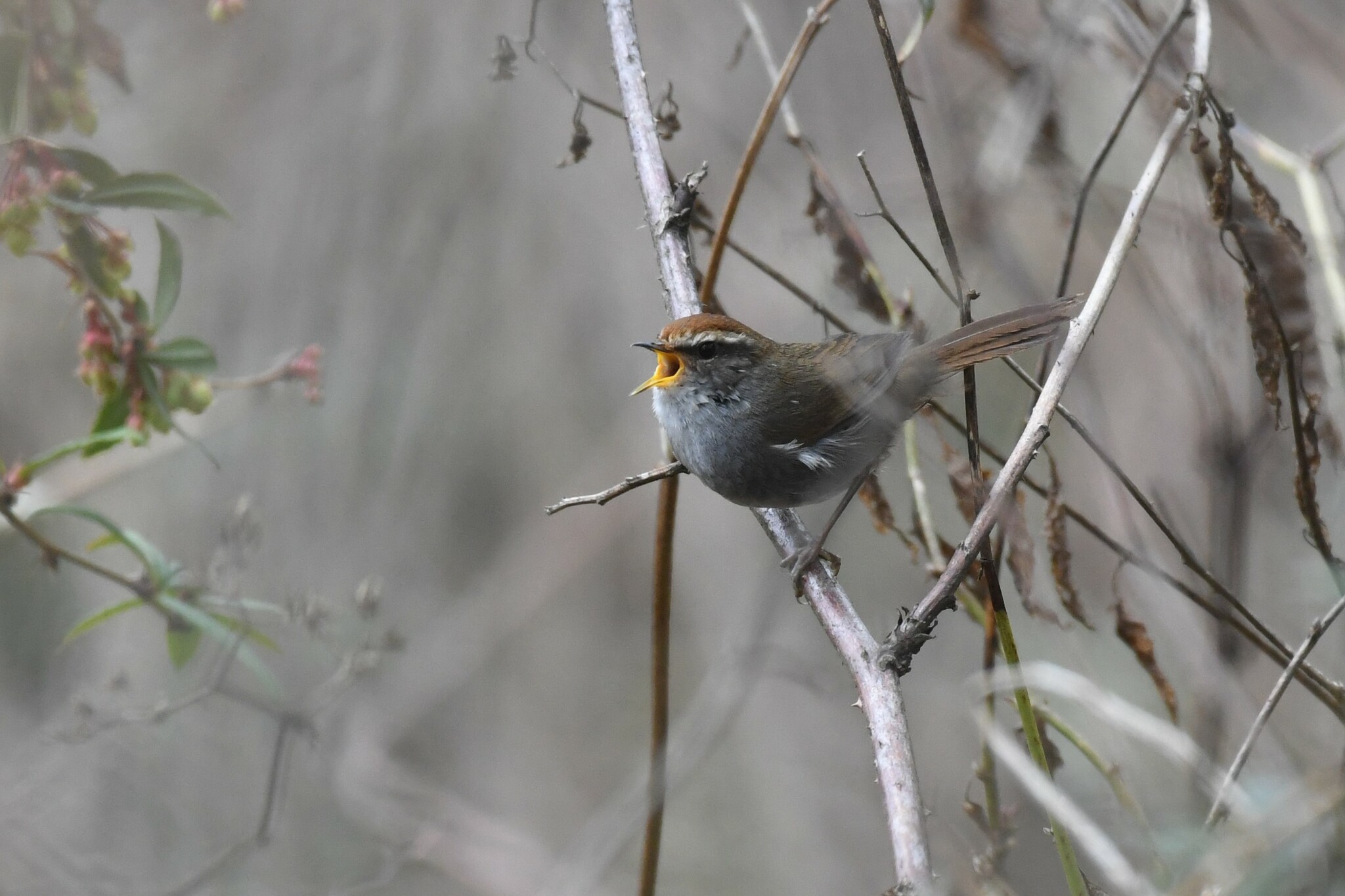 Grey-sided Bush Warbler