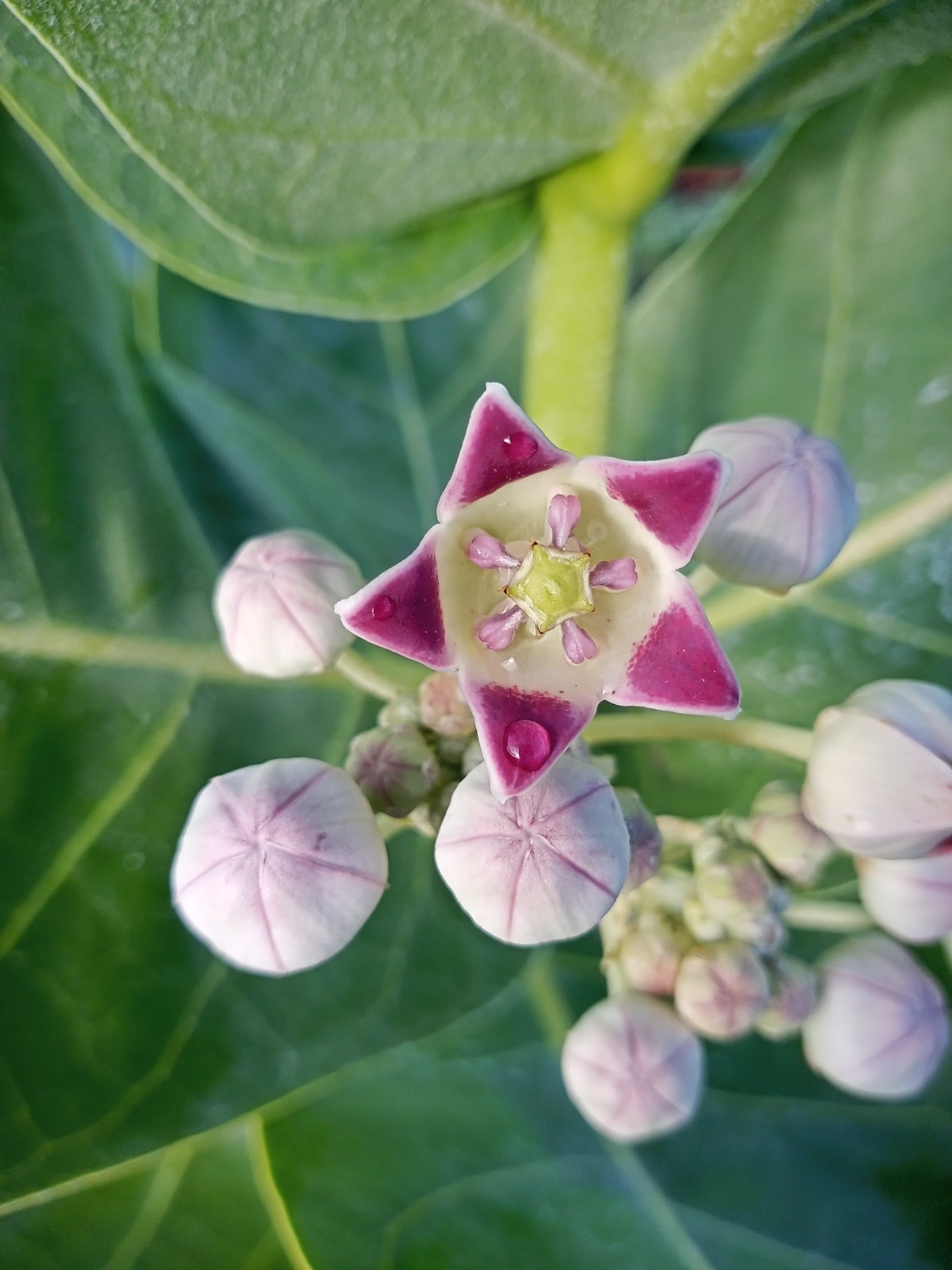 Calotropis procera