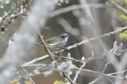 Green Shrike-babbler (Pteruthius xanthochlorus), photo 2