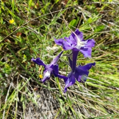 Delphinium variegatum variegatum