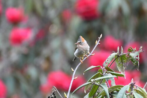 Rufous-vented Yuhina (Yuhina occipitalis), photo 9