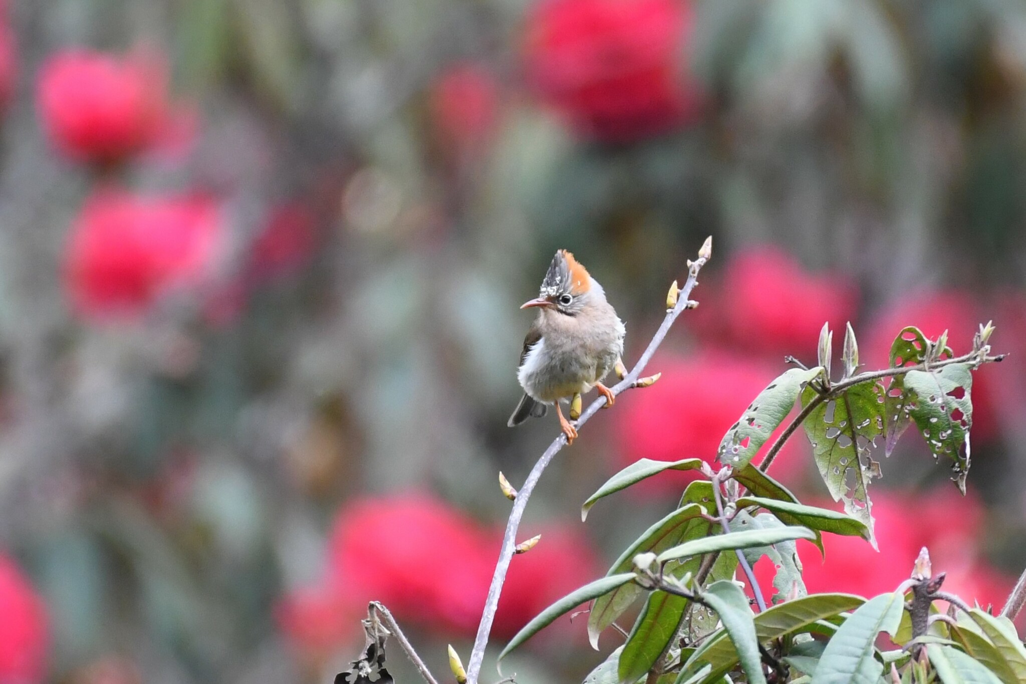 Rufous-vented Yuhina illustration