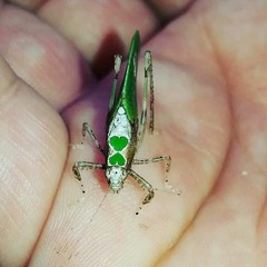 Pycnopalpa bicordata