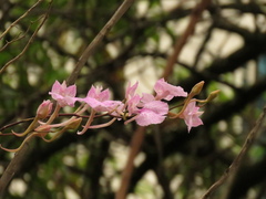 Comparettia macroplectron