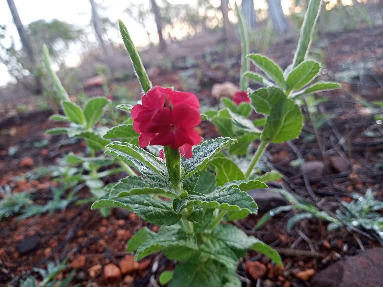 Stachytarpheta sessilis