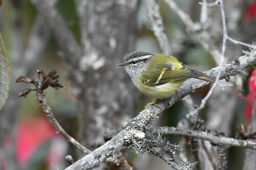 Ashy-throated Warbler (Phylloscopus maculipennis), photo 7