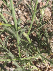 Xanthisma gracile