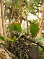 Comparettia macroplectron