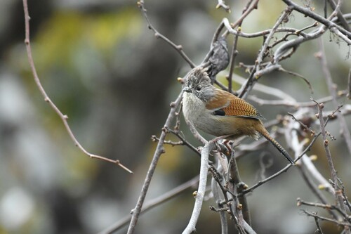 Hoary-throated Barwing (Actinodura nipalensis), photo 5