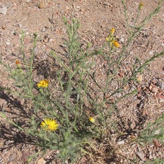 Xanthisma gracile