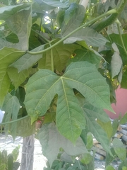 Cnidoscolus aconitifolius