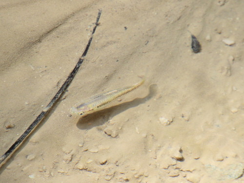Profundulus hectori
