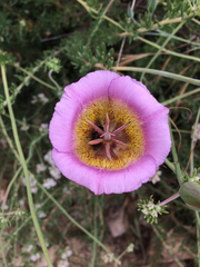 Calochortus plummerae