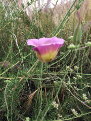Calochortus plummerae