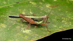Scaria