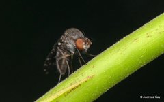 Curtonotum trypetipenne