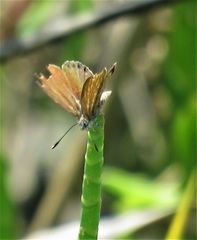 Brephidium pseudofea