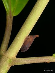 Lycoderides