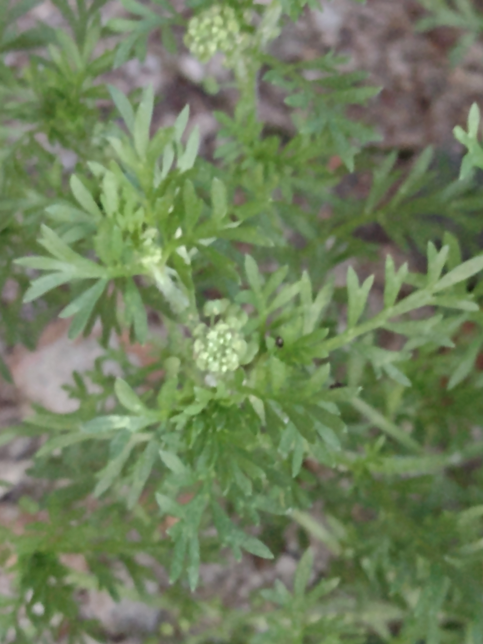 Lepidium didymum