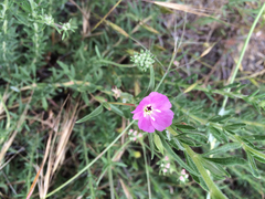Clarkia purpurea