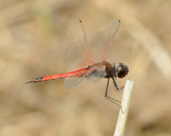 Tramea transmarina
